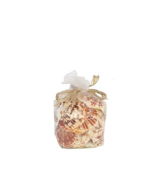 4A Coquilles Pecten Lentegious | Contenu 500 grammes | Par pièce