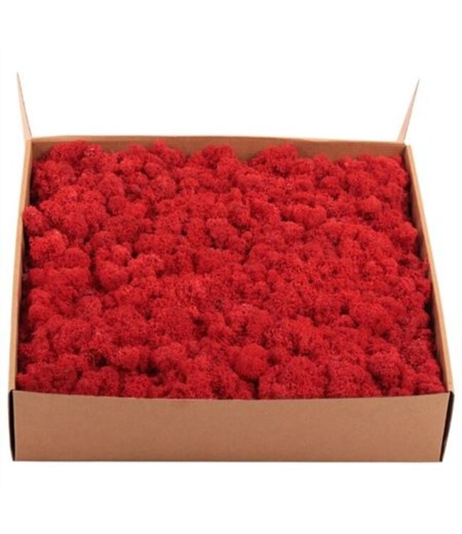 Red preserved reindeer moss or Iceland moss | Weight 5 kilograms | Available to order individually
