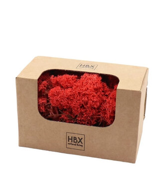 4A Lichen de renne préservé rouge | Poids 50 grammes | Par pièce
