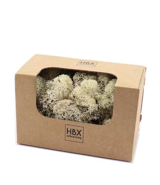 4A Lichen de renne naturel blanchi préservé | Poids 50 grammes | Par pièce