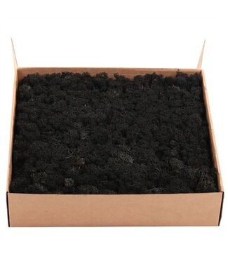 AD Lichen des rennes noir préservé ou mousse d'Islande | Poids 5 kilogrammes | Par pièce