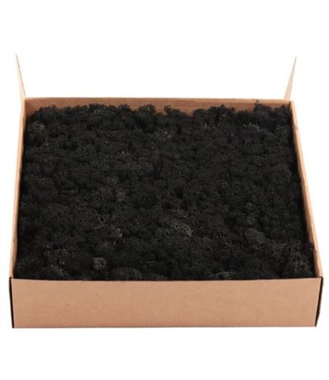 Black preserved reindeer moss or Iceland moss | Weight 5 kilograms | Available to order individually