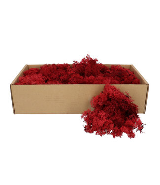 4A Bordeaux red preserved reindeer moss | Weight 400-500 grams | Per piece