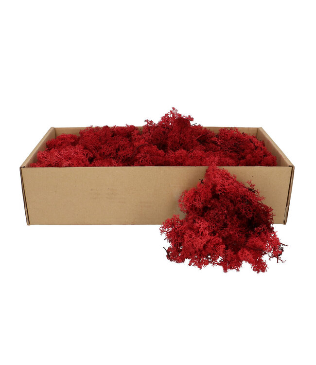 Bordeaux red preserved reindeer moss | Weight 400-500 grams | Available to order individually