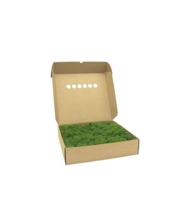 Natural green preserved reindeer moss or Iceland moss | Weight 5 kilograms | Available to order individually