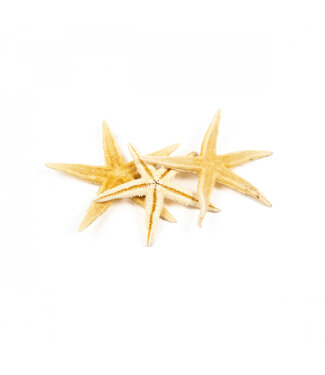 4A Zeester schelpen | Diameter 10 centimeter | Inhoud 50 zeesterren | Per stuk