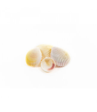4A Gemengde Cockles schelpen | Inhoud 1 kilo | Per stuk