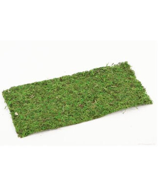 4A Grünes getrocknetes Moosblatt Trockendeko | Größe 38 x 18 Zentimeter | Pro Stück
