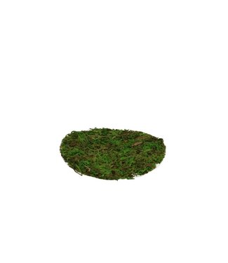 4A Hellgrünes getrocknetes Moosblatt rund Trockendeko | Durchmesser 10 Zentimeter | Pro 5 Stück