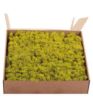 AD Ijslandmos (reindeer) Lime Green ( x 1 )