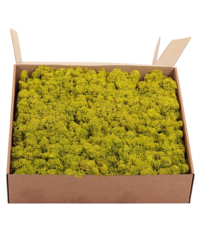 Ijslandmos (reindeer) Lime Green ( x 1 )