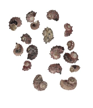 4A Delphinula Lacianiata Shells | Content 500 grams | Each