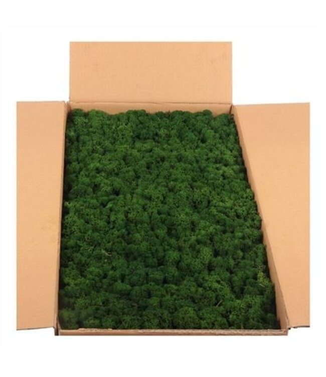 Ijslandmos (reindeer) Forest Green Bulk ( x 1 )