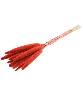 QC Babala on natural stem Coral ( x 100 )