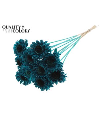 QC Shola Daisy Sunflower 6cm on stem Turquoise ( x 50 )