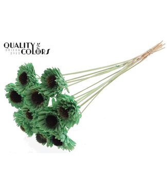 QC Shola Daisy Sunflower 6cm on stem Mint Green | Per 50 stuks