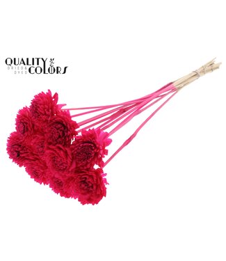 QC Shola Zinia 6cm on stem Cerise | Per 50 stuks