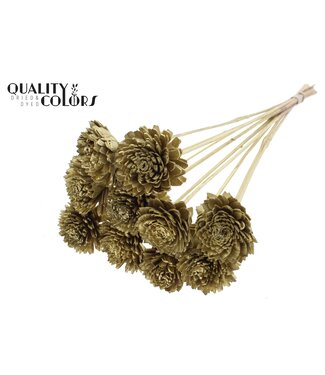 QC Shola Zinia 6cm on stem Gold | Per 50 stuks