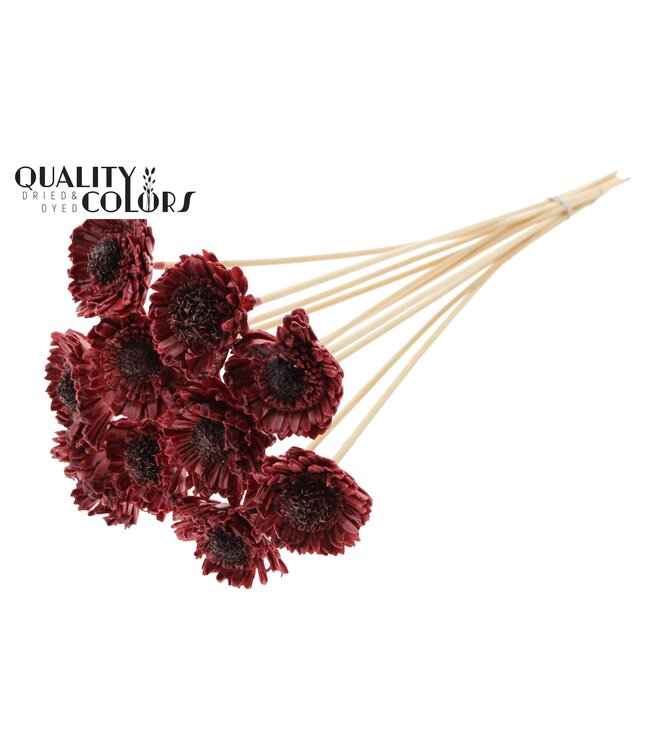 Shola Daisy Sunflower 6cm on stem Wax Burgundy ( x 50 )