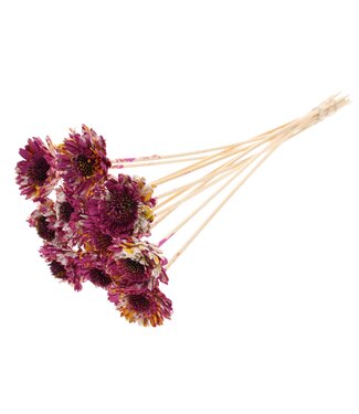 QC Shola Daisy Sunflower 6cm on stem Multicolour Cerise/Yellow | Per 50 stuks