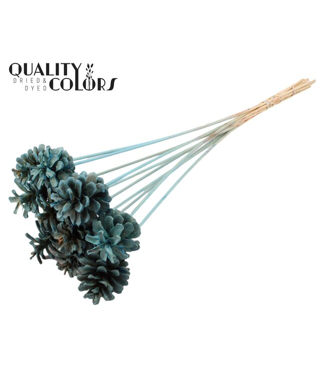 Pine cone 5-7cm on stem Intense Light Blue ( x 50 )