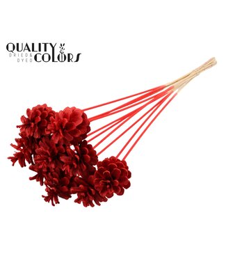 QC Pine cone 5-7cm on stem Intense Red | Per 50 stuks
