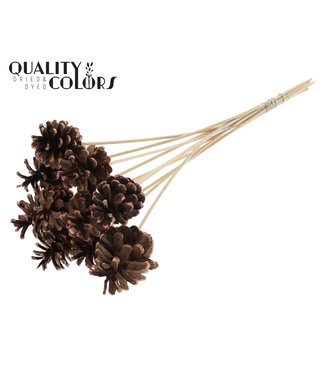 QC Pine cone 5-7cm on stem Copper Tipped | Per 50 stuks