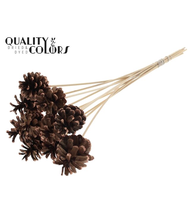 Pine cone 5-7cm on stem Copper Tipped ( x 50 )