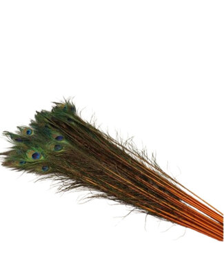 4A Orange Peacock feathers | Length 100 centimetres | Per 10 pieces