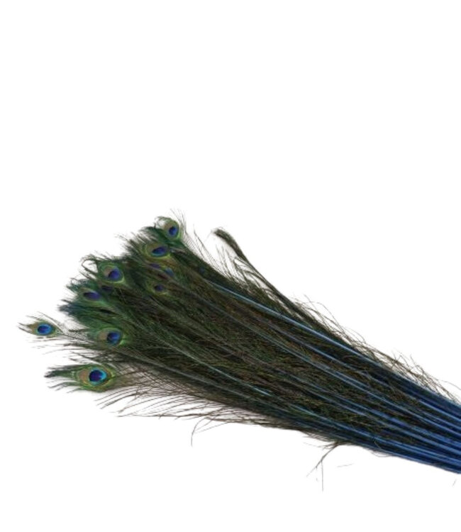 Plumes de Paon bleu | Longueur 100 centimètres | Commande par 10 pièces