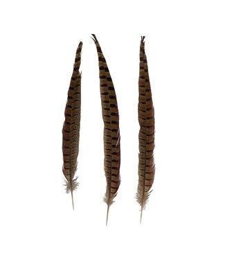 4A Decorative Feathers of a Pheasant | Length 30 - 35 cm | Contents 2 feathers | Per piece