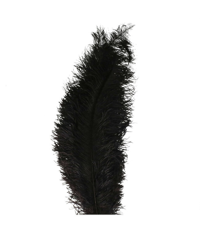Black Feathers of an Ostrich | Length 60 centimetres | Contains 5 feathers | Available to order individually