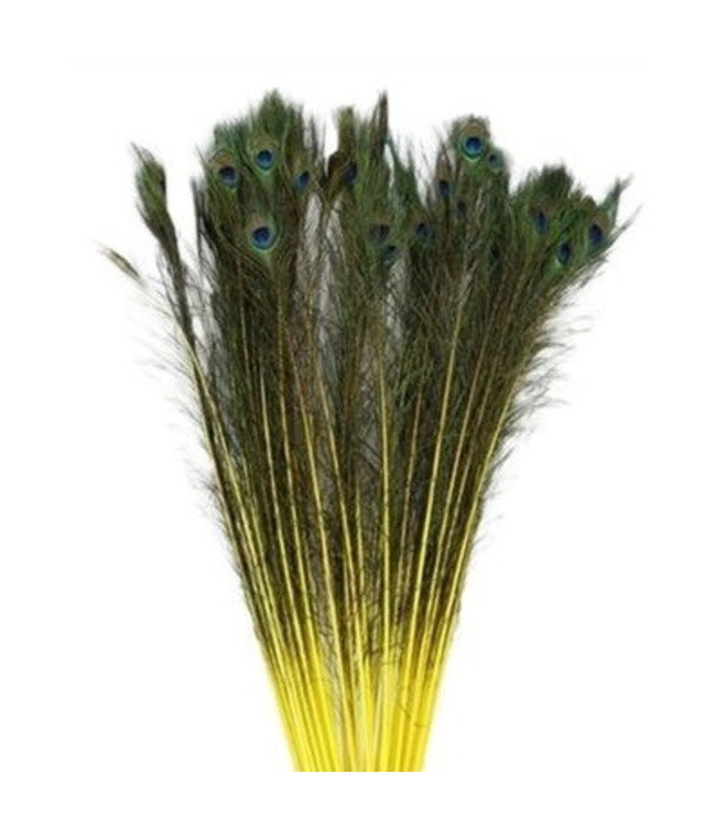 Yellow Peacock Feathers | Length 100 centimetres | Available to order in sets of 10