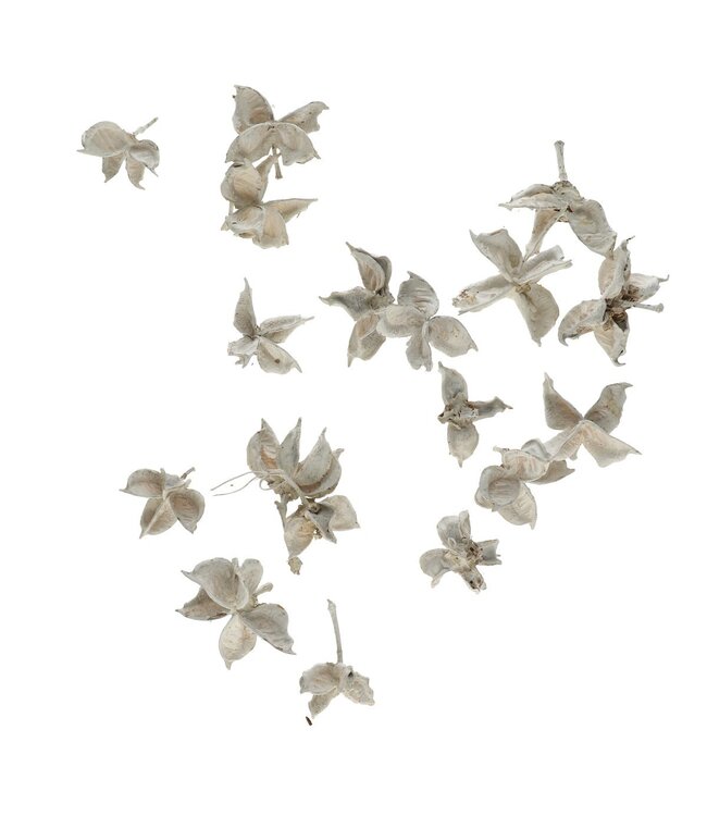 Dried Cotton Pods | Weight 150 grams | Available to order individually