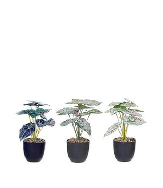 4A Kunstplanten Pot Caladium d11*28cm ( x 6 )