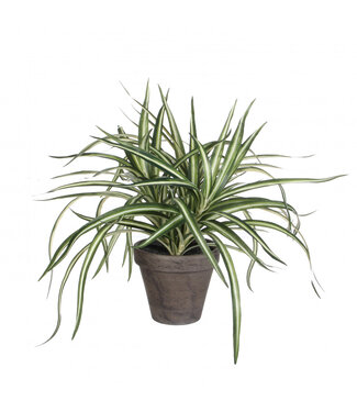 4A Plante dragon Arbre à sang de dragon plante artificielle avec pot | Plante artificielle Dracaena | Dimensions 11 x 40 x 34 centimètres | Par 6 pièces