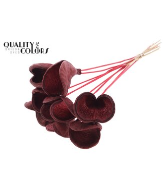 QC Badam on stem Red ( x 50 )