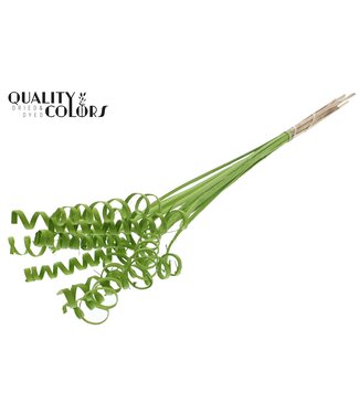 QC Cane Spring on stem Covered Light Green | Per 50 stuks