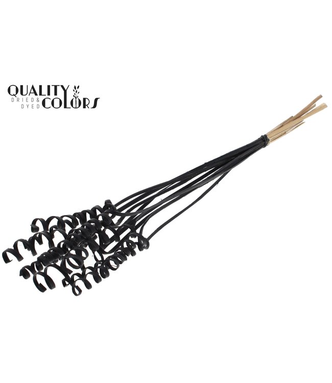 Cane Spring on stem Covered Black ( x 50 )