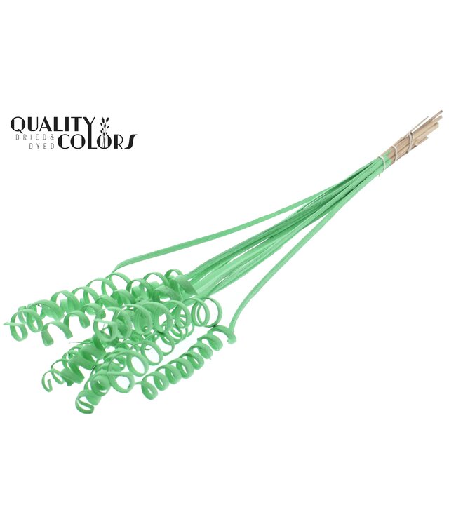 Cane Spring on stem Covered Mint Green ( x 50 )