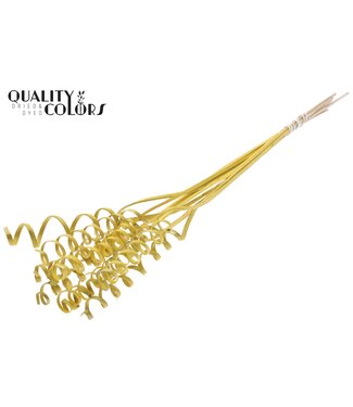 QC Cane Spring on stem Metallic Yellow | Per 50 stuks