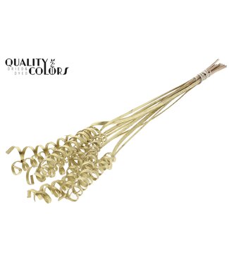 QC Cane Spring on stem Gold | Per 50 stuks