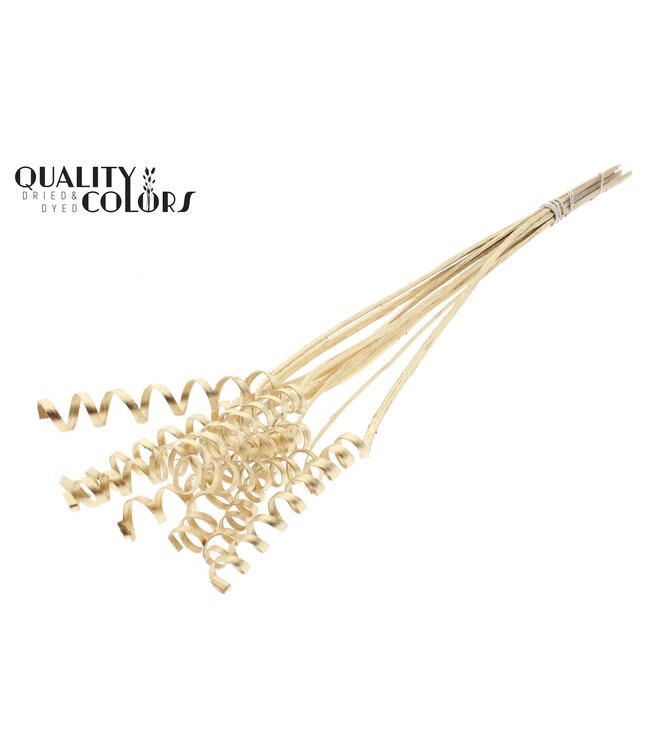 Cane Spring on stem Antique Gold ( x 50 )