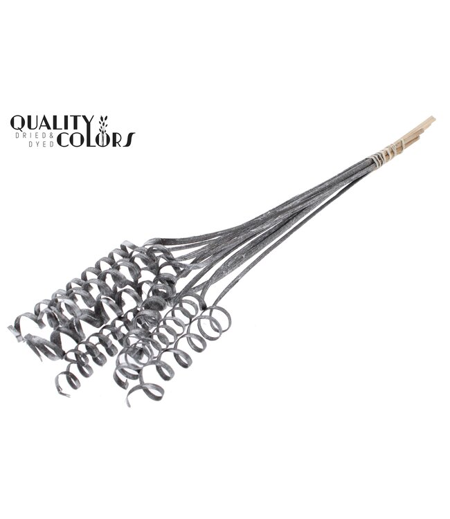 Cane Spring on stem Metallic Graphite ( x 50 )