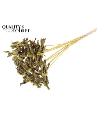 QC Coco Rose Posy on stem Metallic Yellow | Per 50 stuks