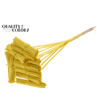 QC Kore Posy on stem Covered Yellow | Per 50 stuks