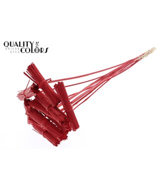 QC Kore Posy on stem Covered Red | Per 50 stuks
