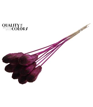 QC Mehogani on stem Lilac | Per 50 stuks