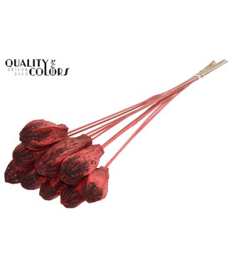 QC Mehogani on stem Coral | Per 50 stuks