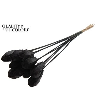 QC Mehogani on stem Black | Per 50 stuks